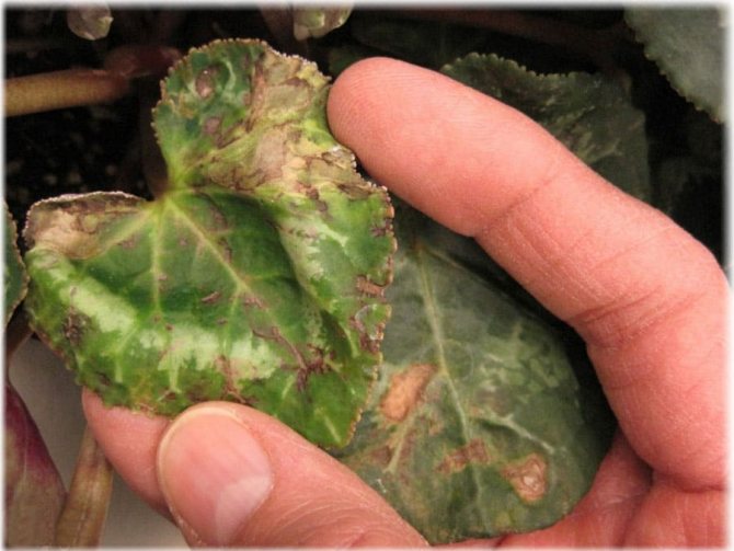 Damaged cyclamen leaf