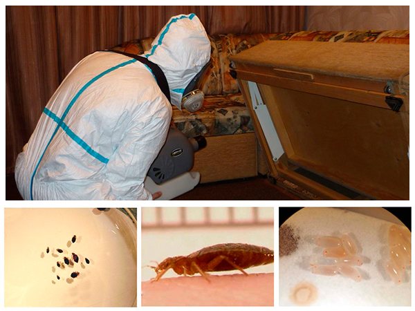 Muling pinoproseso ang mga bedbugs