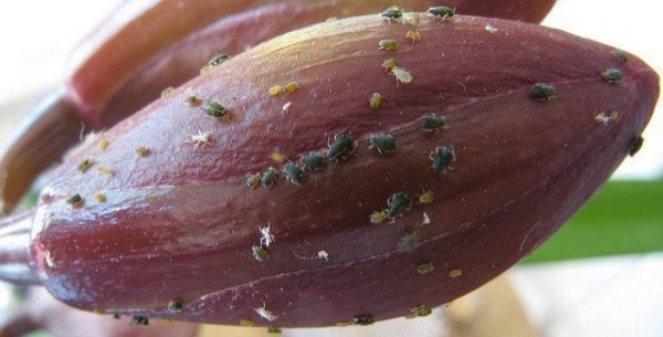 Have aphids on orchids? How to get rid of this pest?