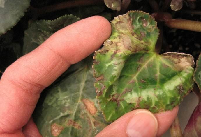 The appearance of brown spots on the foliage of European cyclamen, yellowing and wilting of leaves, can be caused by too dry air in the room or too intense lighting of the aboveground part