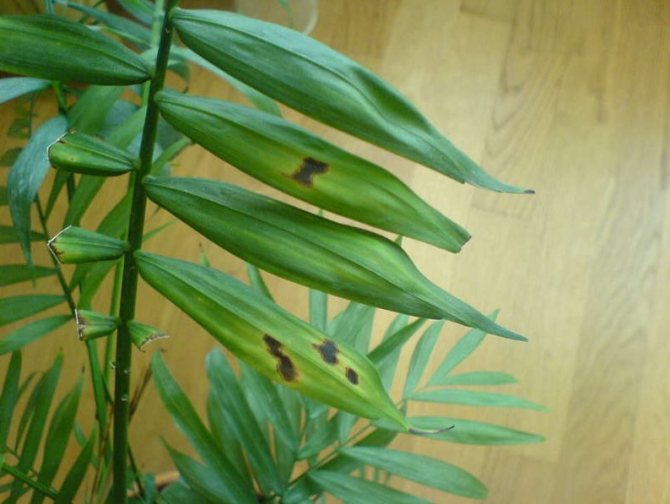 The appearance of brown spots on the leaves
