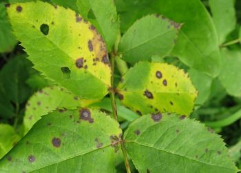 The appearance of spots on the leaves