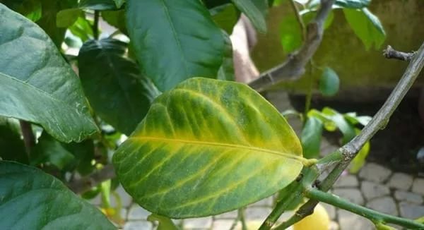 Yellowed lemon leaf photo