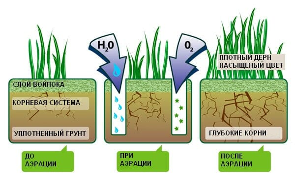Gulning av gräsmattan! Orsaker och lösningar på problem