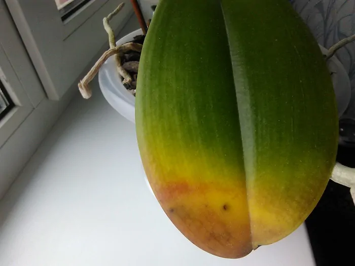 yellowing of orchid leaves