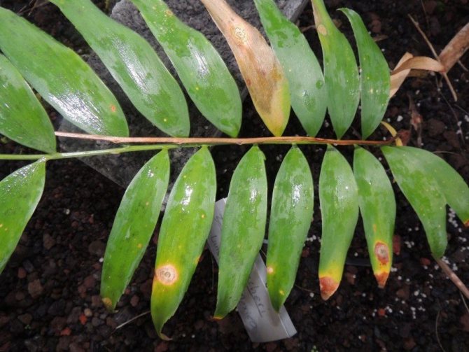 Yellowing of zamia leaves