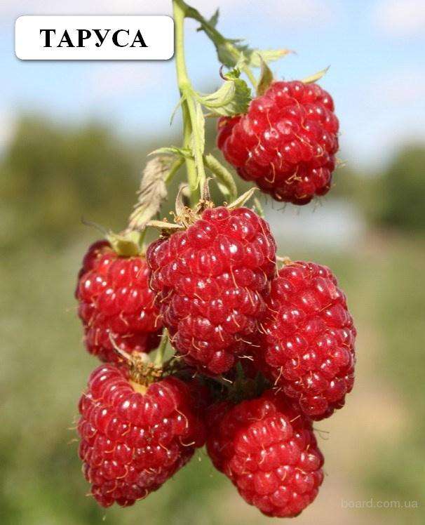 The position of the leader in this list has been occupied by the standard raspberry variety "Tarusa" for several years.