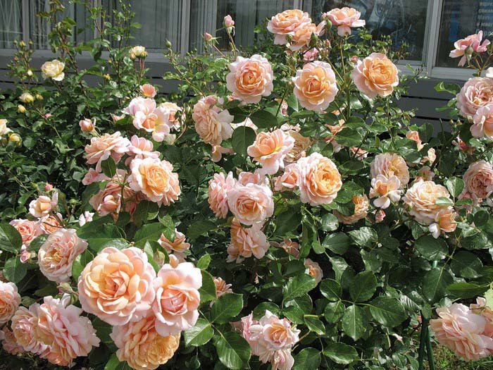 It is not recommended to decorate curly clubs with almost any varieties of spray roses.