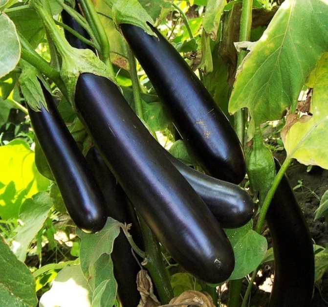 Praktikal na payo sa kung kailan at paano magtanim ng mga eggplants para sa mga punla