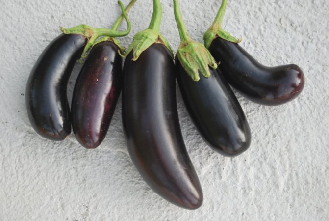Practical advice on when and how to plant eggplants for seedlings