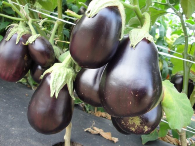 Practical advice on when and how to plant eggplants for seedlings