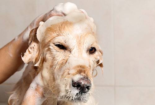 Вярно ли е, че катраненият сапун се отървава от бълхи, въшки и гниди?