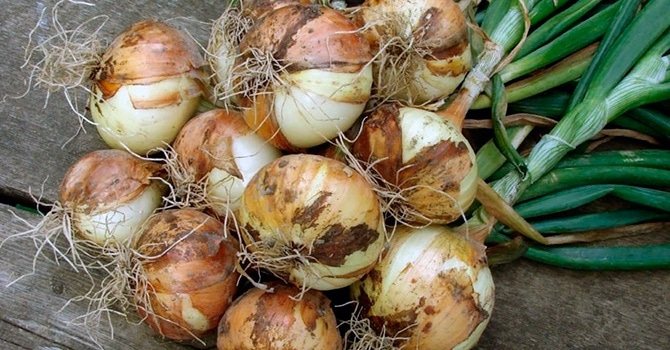 Storage rules for onions