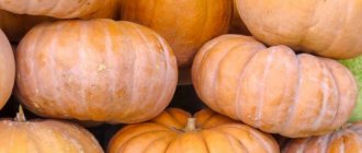 Pumpkin storage rules