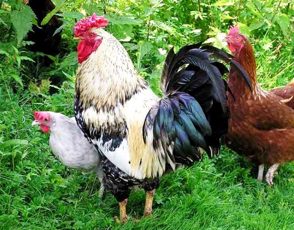 Regler och tips för att hålla kycklingar i landet