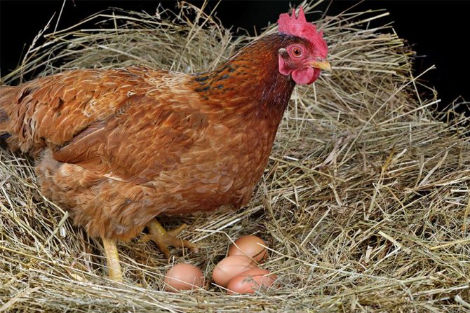 قواعد ونصائح لتربية الدجاج في الدولة