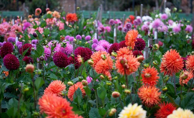 Rules and dates for planting dahlias in spring