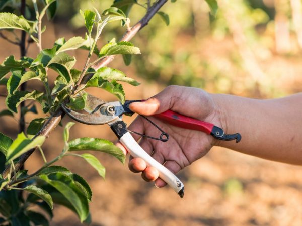 Rules for pruning columnar apple trees