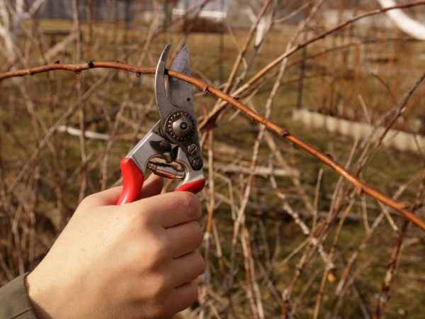 Mga panuntunan para sa pruning raspberry sa taglagas - simpleng mga scheme