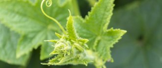 Правила за прищипване на краставици в оранжерия