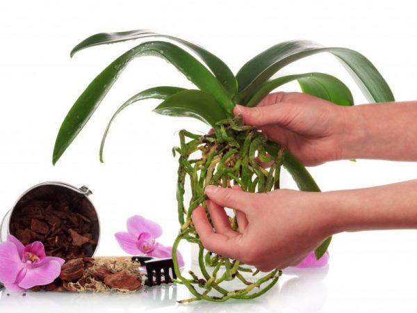 Peraturan pemindahan bayi orkid