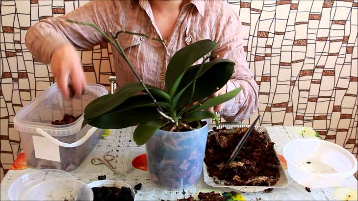 Orchid transplant rules