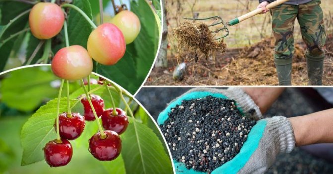 Правила за хранене на череши през есента и избора на най-добрите торове за тези цели
