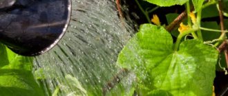 Watering rules for cucumbers