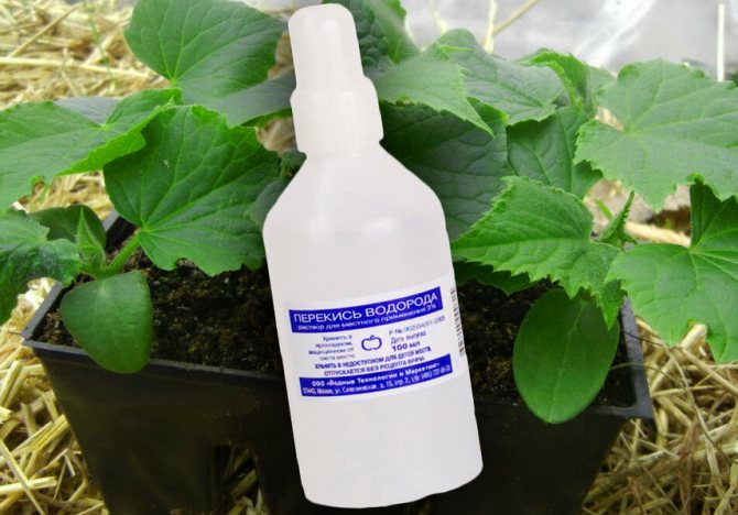правила за поливане на растения с водороден прекис