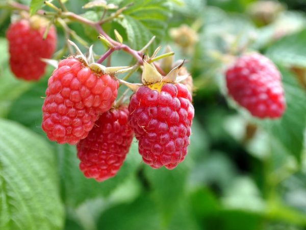 Peraturan untuk menanam raspberry pada musim gugur