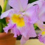 Orkidéplanteringsregler hemma