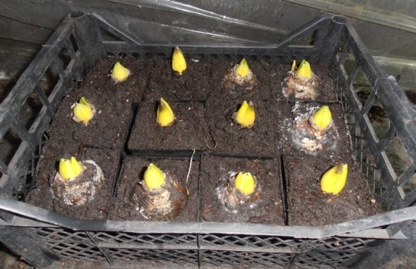 Regler för att plantera tulpaner på hösten