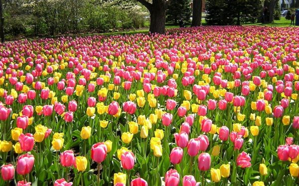 Pravidla pro výsadbu tulipánů na podzim