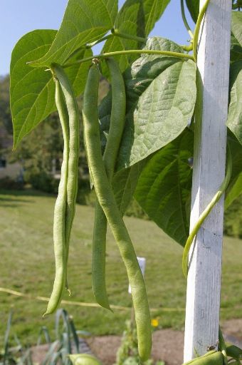 Peraturan penanaman untuk menanam kacang hijau di ladang terbuka