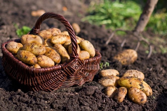 قواعد تناوب محاصيل البطاطس