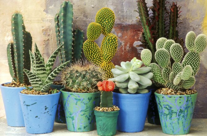 Rules for keeping a cactus in the house
