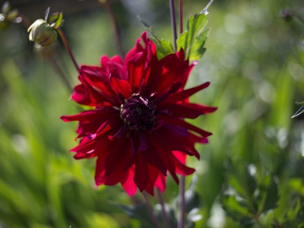 Rules for caring for dahlias in the fall