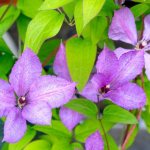 Clematis care rules in autumn
