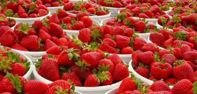 Правила за грижа за ягодите след прибиране на реколтата