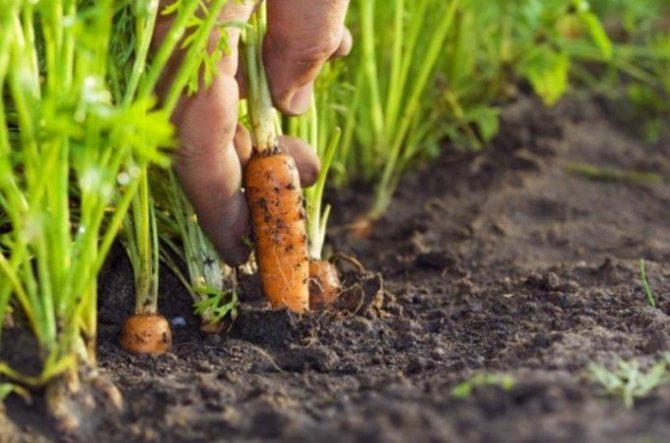 правила за грижа за моркови