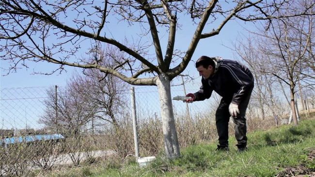 Regeln für die Pflege einer Apfelbaumweißfüllung