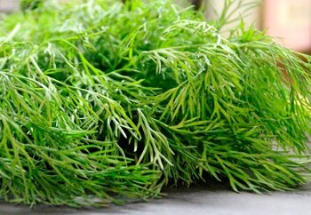 Rules for choosing quality products - dill and its beneficial properties