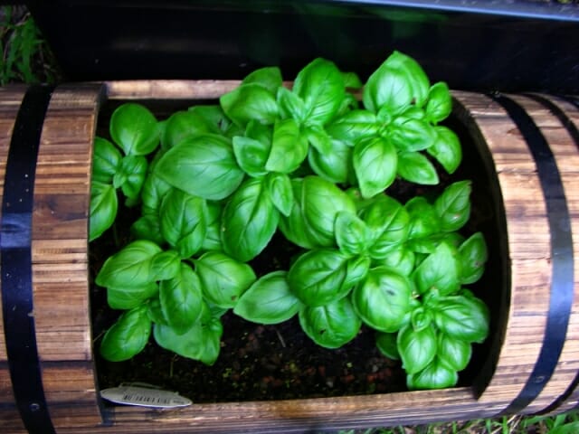 Rules for growing basil from seeds in the open field