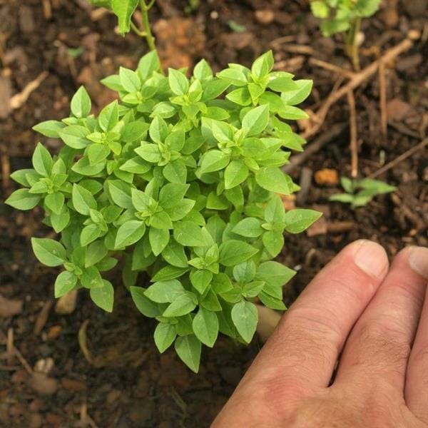 Rules for growing basil from seeds in the open field
