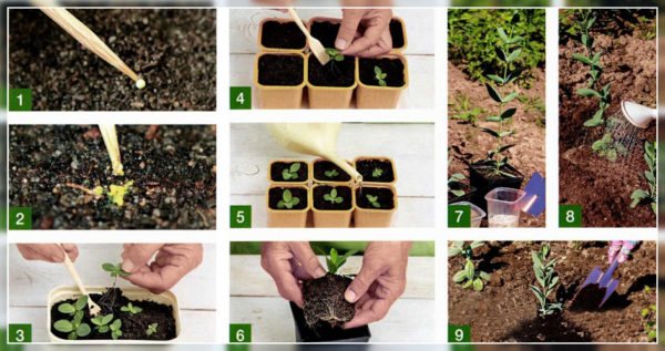 Pravidla pro pěstování sazenic eustoma ze semen