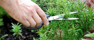 Rules for growing rosemary in an apartment