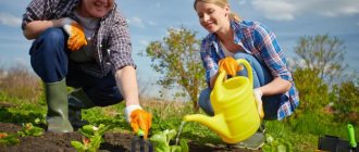 Правилната организация на лехите в градината ще помогне да спестите време и усилия при засаждане и прибиране на реколтата.