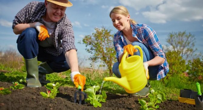 Правилната организация на лехите в градината ще помогне да спестите време и усилия при засаждане и прибиране на реколтата.