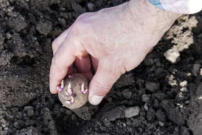 Correct planting of potatoes
