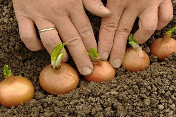 Correct planting of onion sets in spring: how to plant onions on greens and on a large head.
